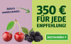 Anzeige für ein Zeitungsabonnement. Text: "350 € für jede Empfehlung!" und Button „Jetzt bestellen“.